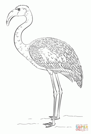 Lesser Flamingo coloring page | Free Printable Coloring Pages