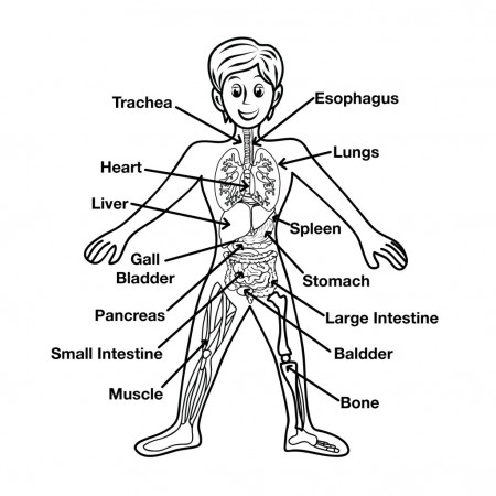 Anatomy And Physiology Coloring Page - Coloring Home