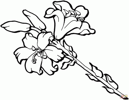Iris Flower coloring page | Free Printable Coloring Pages