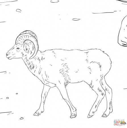 Dall's Sheep coloring page | Free Printable Coloring Pages