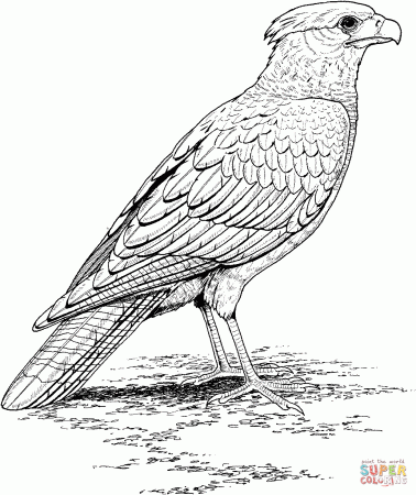 Falcons coloring pages | Free Coloring Pages