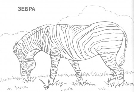 Wild Animal Coloring Pages (19 Pictures) - Colorine.net | 22388
