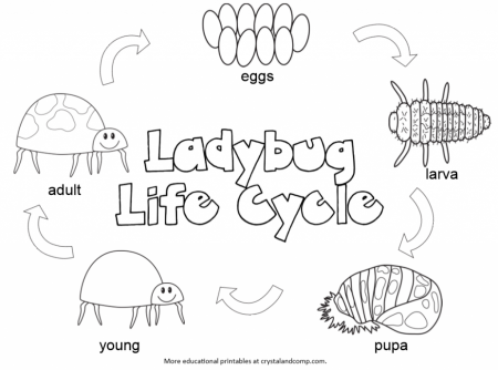 10 Pics of Sunflower Life Cycle Coloring Page - Coloring Pages ...