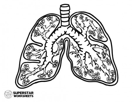 Human Lungs Worksheets - Superstar Worksheets