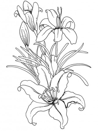 Lilium Flower Coloring Pages for Adults - Coloring Pages by The ...