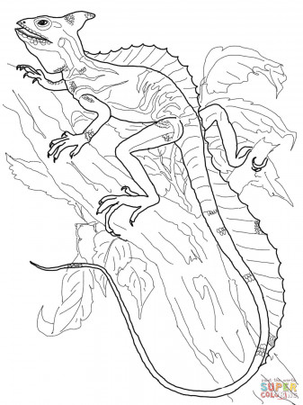 Basilisk Lizard coloring page | Free Printable Coloring Pages