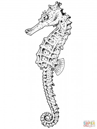 Seahorse coloring pages | Free Coloring Pages