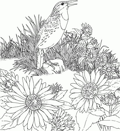 Flower Meadow Coloring Page | Printable coloring pages