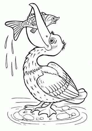 Pelican coloring pages | Coloring pages to download and print