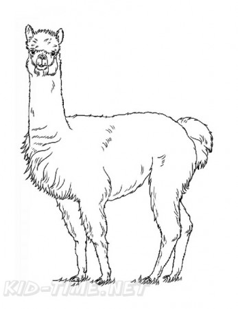 Alpaca Coloring Book Page | Free Coloring Book Pages Printables