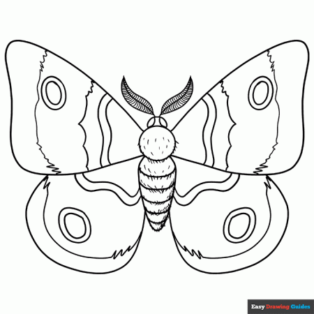 Moth Coloring Page | Easy Drawing Guides
