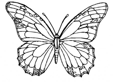 free printable butterfly coloring pages for adults. 1000 images ...