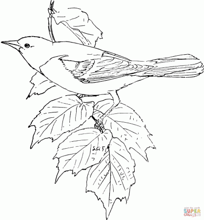 Baltimore Oriole coloring page | Free Printable Coloring Pages