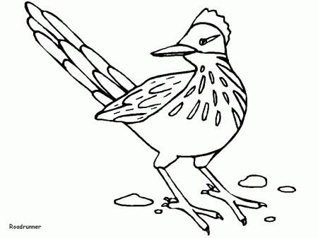 Roadrunner Animals Coloring Pages & Coloring Book