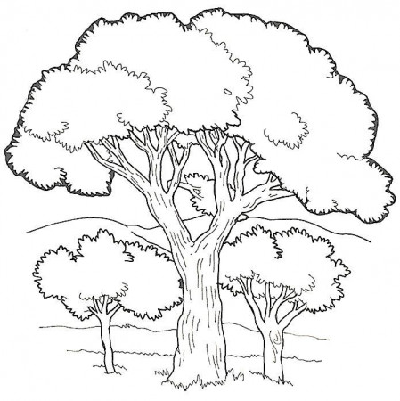 Trees Coloring Pages Ideas - Whitesbelfast.com