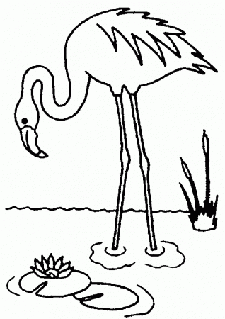 COLORING FLAMINGOS PAGE Â« Free Coloring Pages