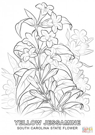 South Carolina State Flower coloring page | Free Printable Coloring Pages