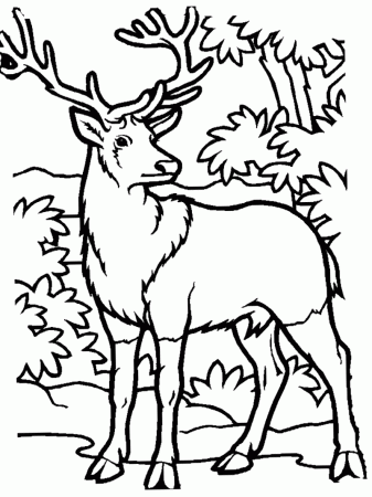 Elk Coloring Pages – Coloring Pages