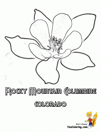 Colorado State Flower Coloring Pages – Kaigobank.info