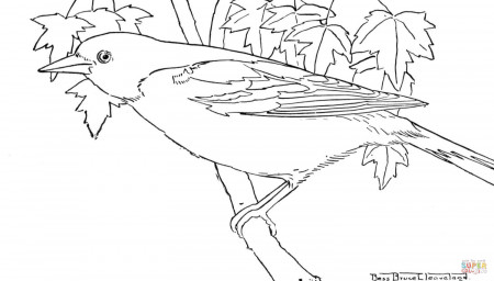 Oriole Bird coloring page | Free Printable Coloring Pages