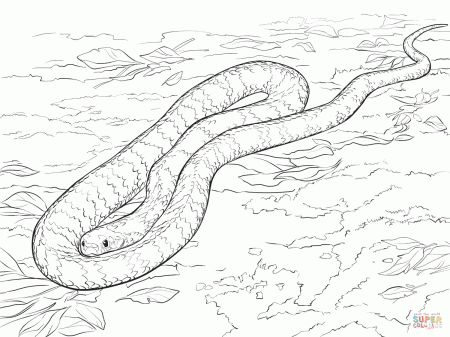 Tiger Snake coloring page | Free Printable Coloring Pages