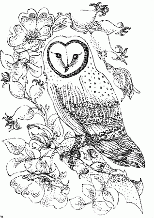 owl color pages coloring picture hd for kids fransuscom819. free ...
