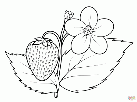 Fig plant coloring page | Free Printable Coloring Pages