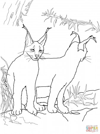Caracal Kittens coloring page | Free Printable Coloring Pages