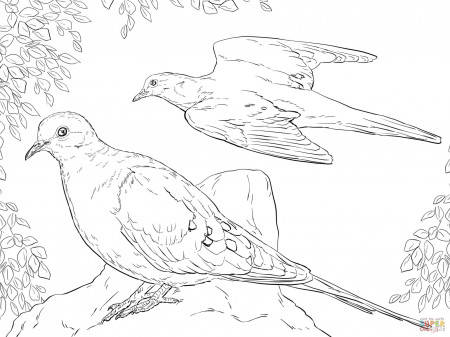 Two Mourning Doves coloring page | Free Printable Coloring Pages