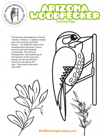 Arizona Woodpecker Coloring Page - Bird Watching Academy