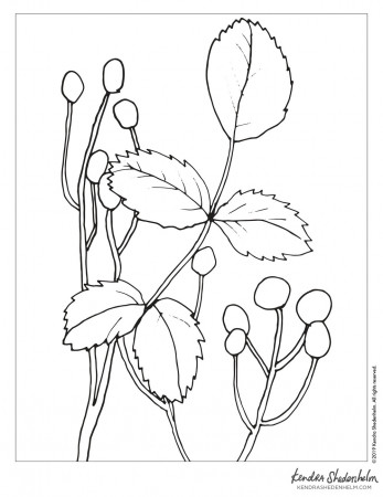 Free Coloring Page, Simple Scene of Leaves and Berries by Kendra Shedenhelm  — Kendra Shedenhelm