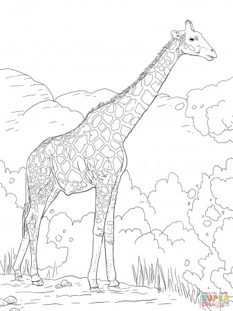 Giraffe Coloring Pages - VoteForVerde.com