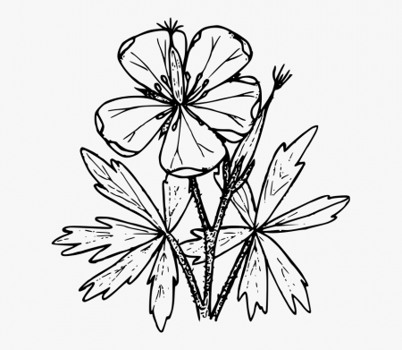 Wildflowers Of Colorado Coloring Page , Transparent Cartoon, Free ...