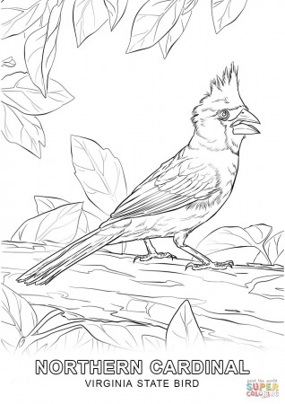 Virginia State Bird coloring page | Free Printable Coloring Pages