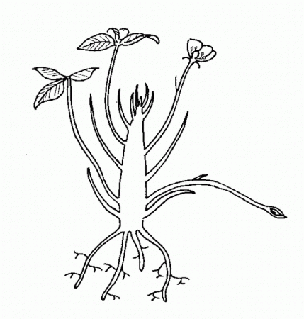 Strawberry Plant in Spring | Biological drawings of Vegetative 