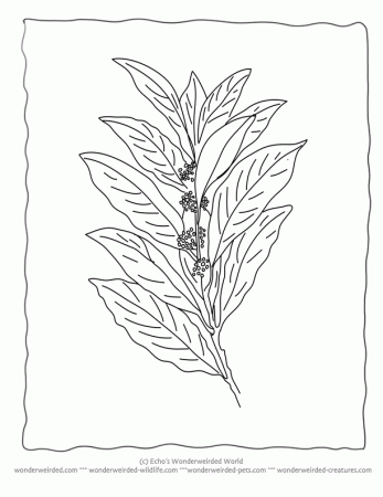 Bay Leaf Coloring Page, Our Coloring Pages of Leaves with Bay Leaf 