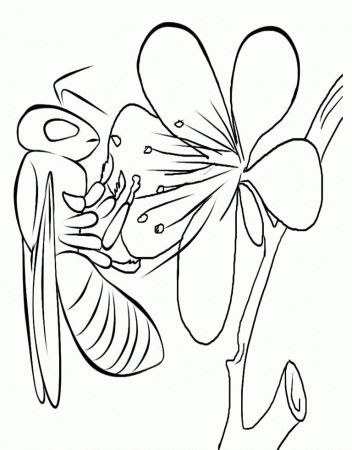 Bee Insect Coloring Pages :Kids Coloring Pages | Printable 
