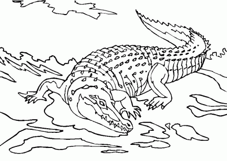 alligator coloring pages : Printable Coloring Sheet ~ Anbu 