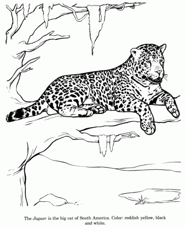 Jaguar Coloring Pages - Free Printable Coloring Pages | Free 