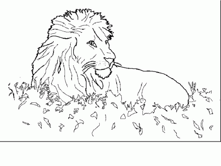 Lions Coloring Pages 4 | Free Printable Coloring Pages 