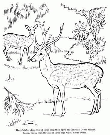 Animal Drawings Coloring Pages | Chital animal identification 