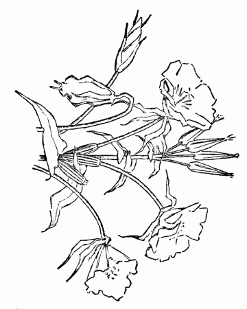 Free printable flower coloring pages 6 : Fullcoloringpages.