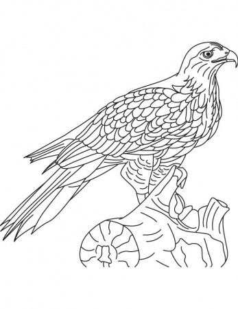 a red tailed hawk Colouring Pages
