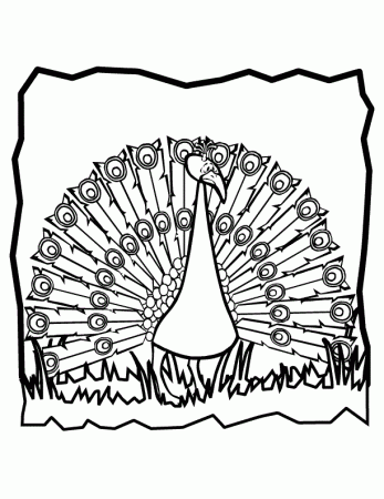 bird-peacock-coloring-pages-free-printable-coloring-pages (4 