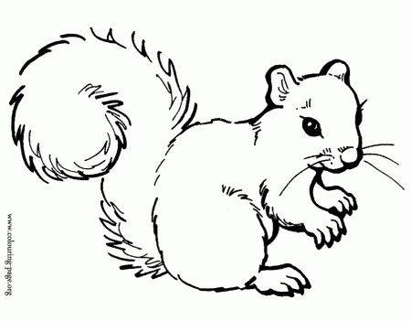 Squirrel Coloring Pages Car Pictures
