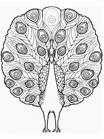 Peacock Animals Coloring Pages & Coloring Book