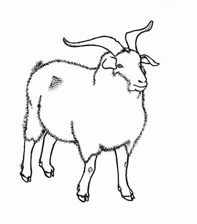Goat Drawings - Rubystar Dairy Goats