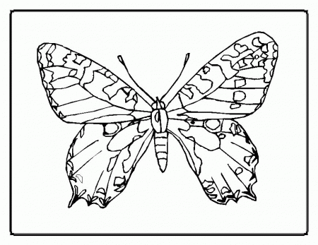 butterfly and ladybug coloring pages : Printable Coloring Sheet 