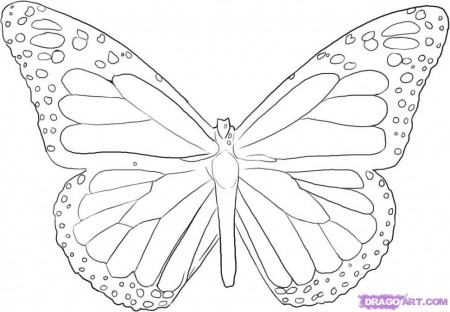 butterfly outline coloring page : Printable Coloring Sheet ~ Anbu 