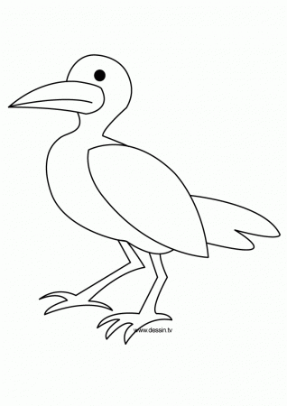 Coloring seagull